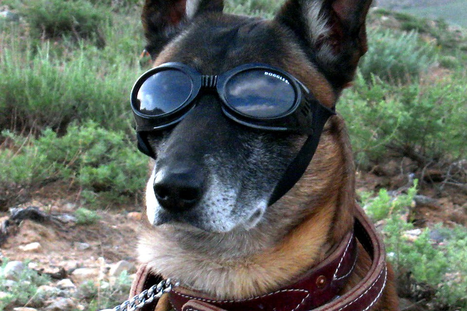 Pets Gadgets