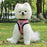 Pet Car Seat Belt Pet Leash